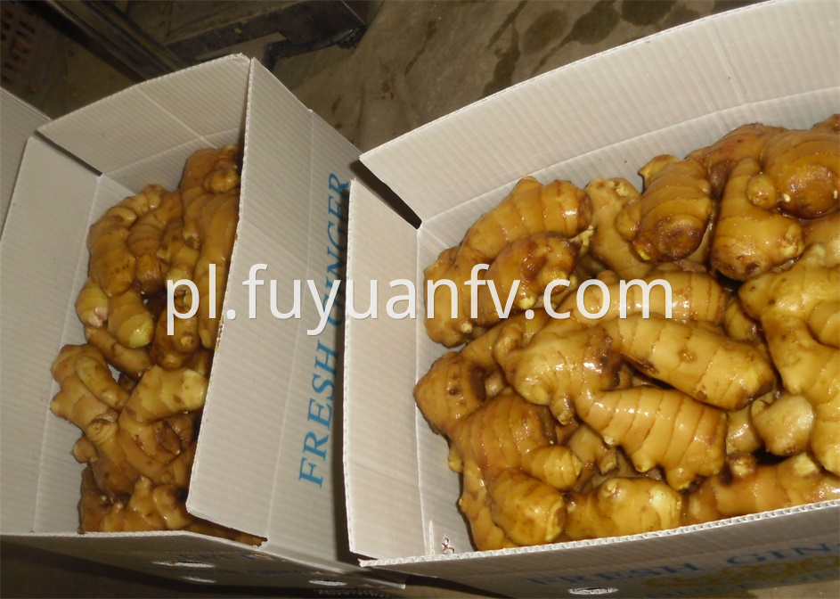 Shandong fresh Ginger